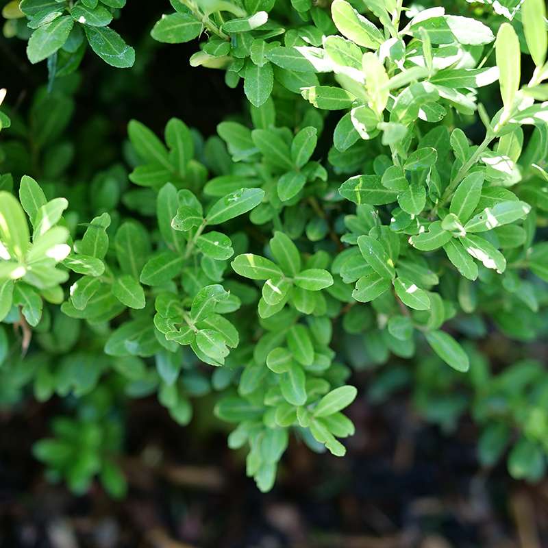 Close up of the foliage of Glow Pop Ilex