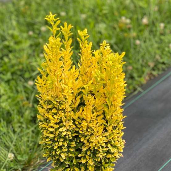 Super vibrant yellow color on Glow Stick holly