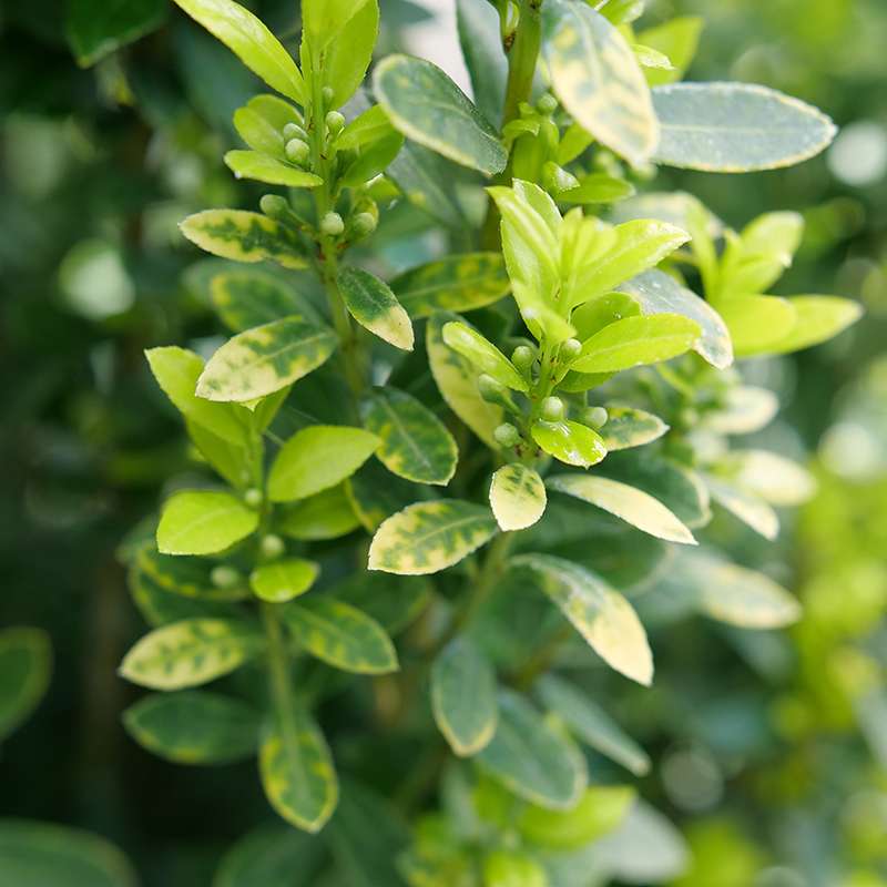 Close up of Glow Stick japanese holly's vibrant foliage