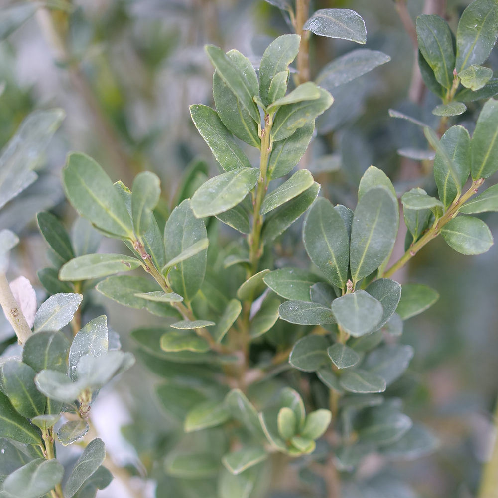 Hedge Box japanese holly with flat blue-green leaves. 