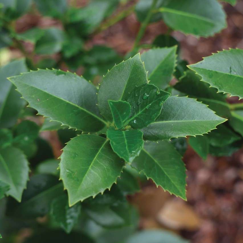 Rich evergreen foliage. 