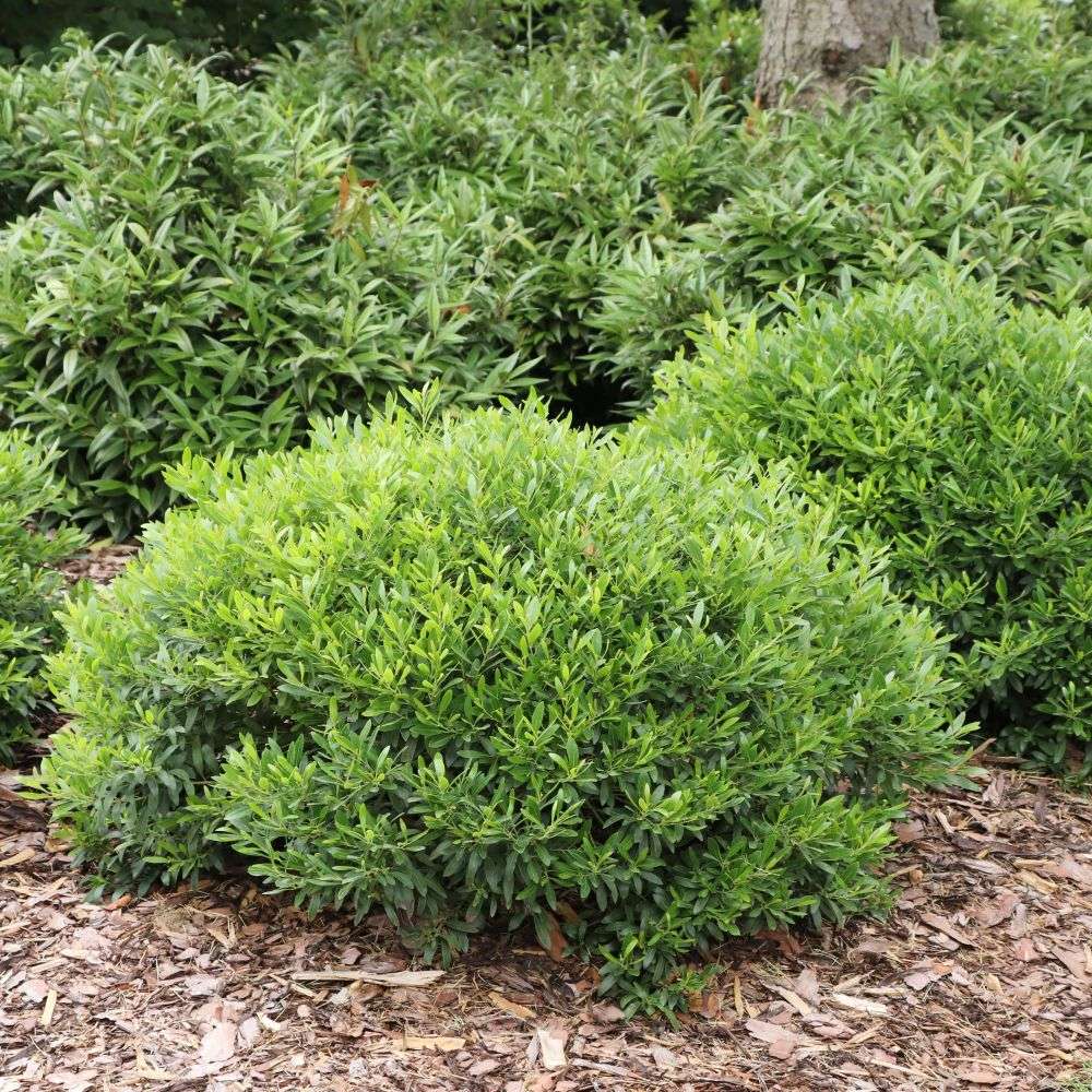 A rounded Gem Box Prime ilex glabra planted in a landscape