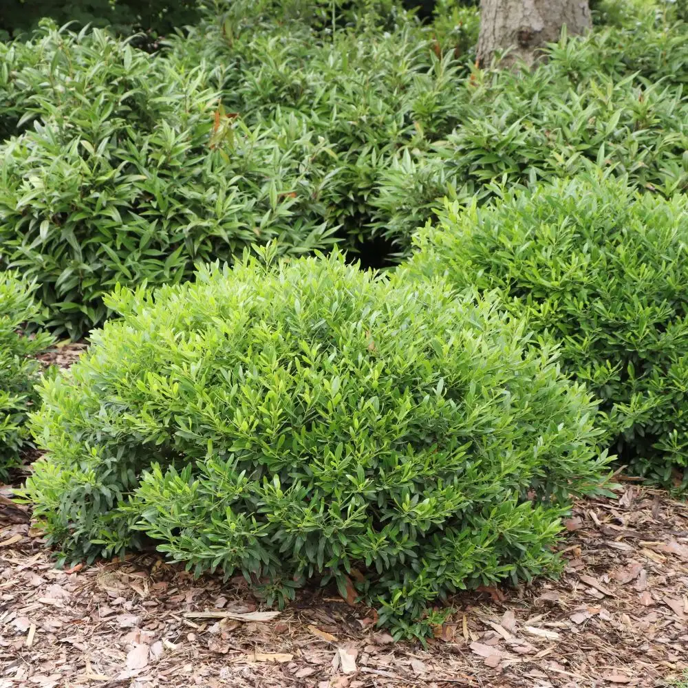 Gem Box Prime Ilex | Spring Meadow - wholesale liners - Spring