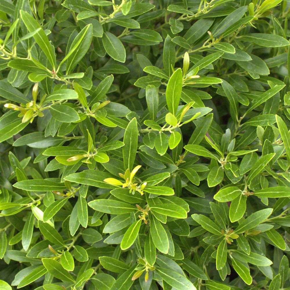 Close up of the fresh fine green foliage of Gem Box Prime inkberry holly