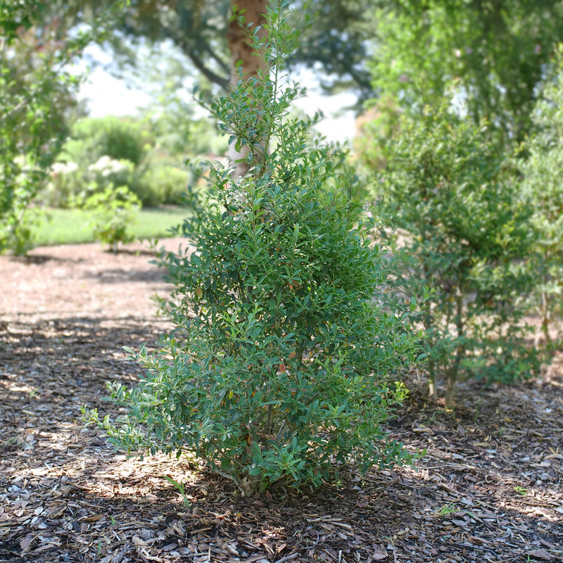 Squeeze Box ilex glabra in the landscape.