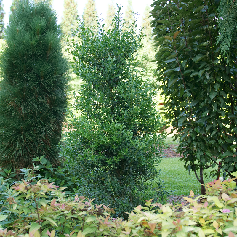 Squeeze Box inkberry holly in the landscape.