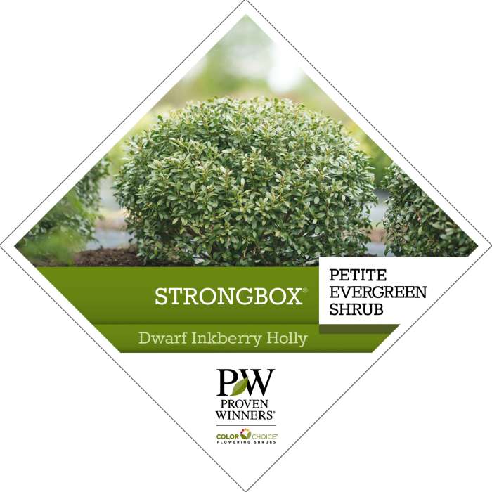 Preview of Strongbox® Ilex Tag PDF