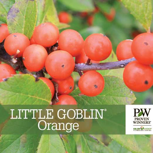 Preview of Little Goblin® Orange Ilex Benchcard PDF