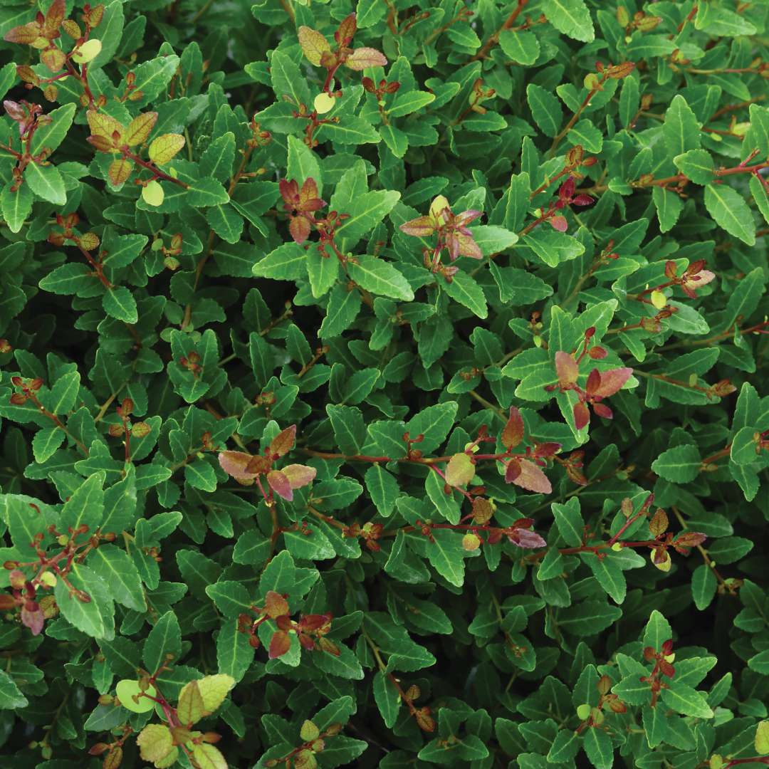 Close-up of Sweet Tea Box holly foliage.