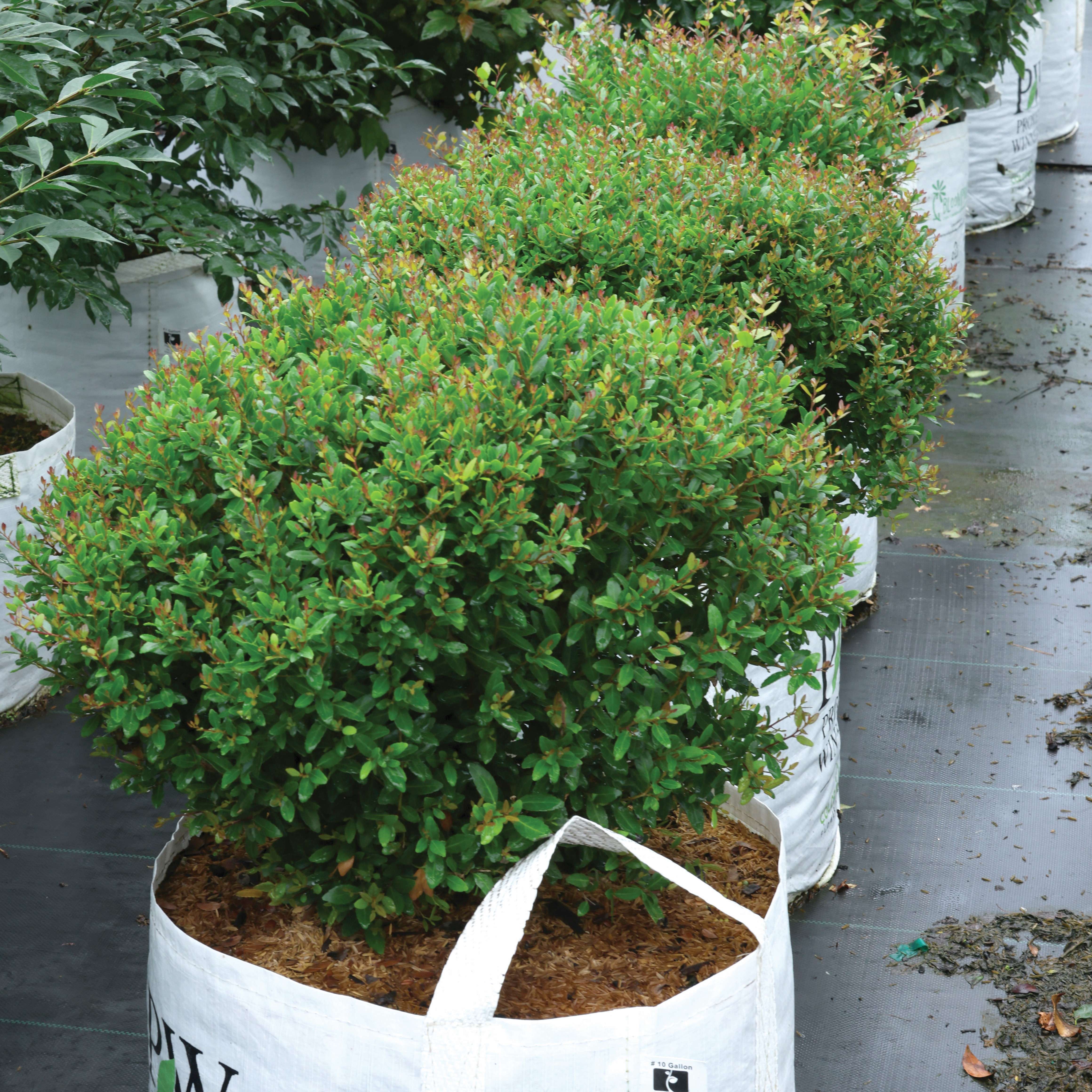  Sweet Tea Box holly in container. 