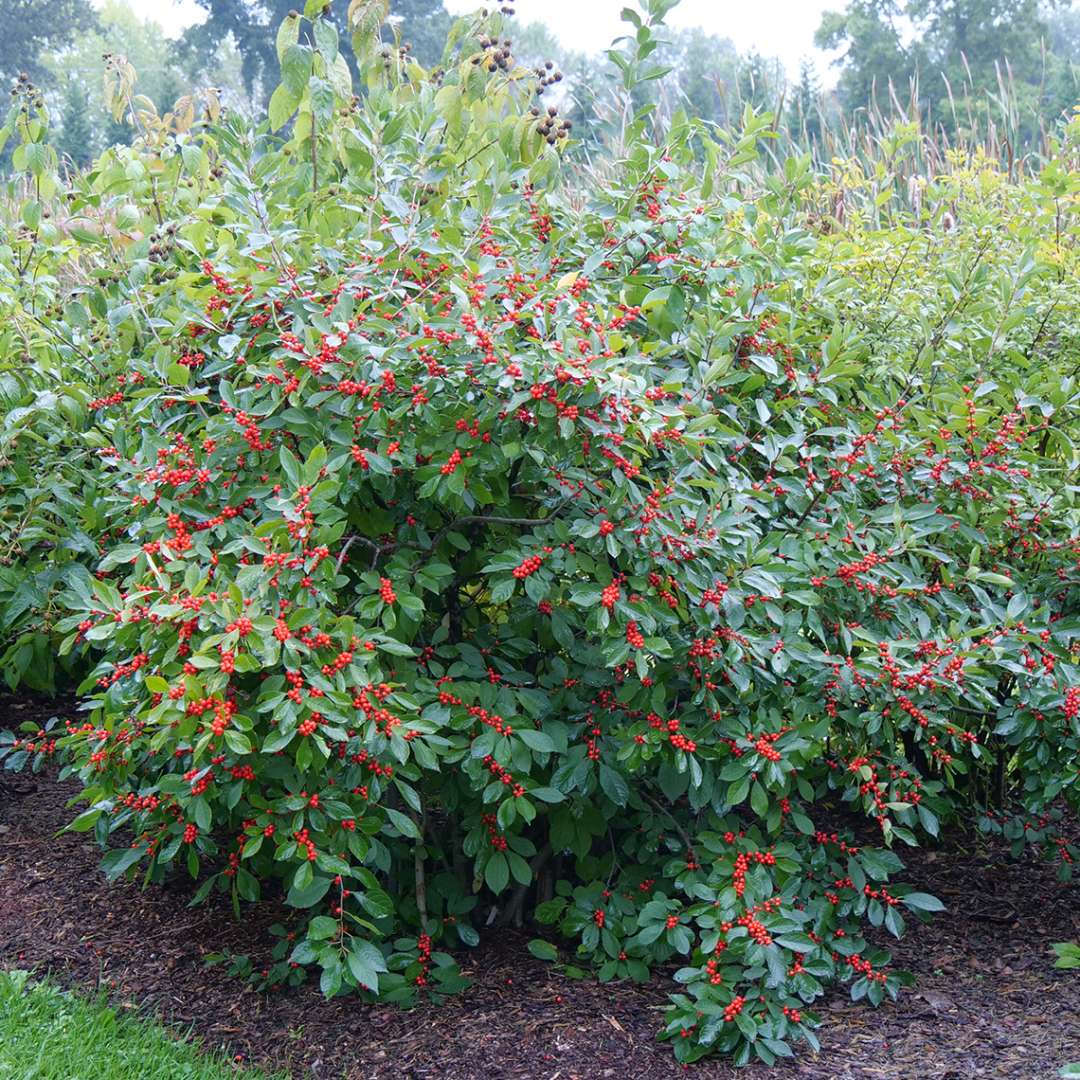 Berry Heavy Ilex verticillata in marsh landscape