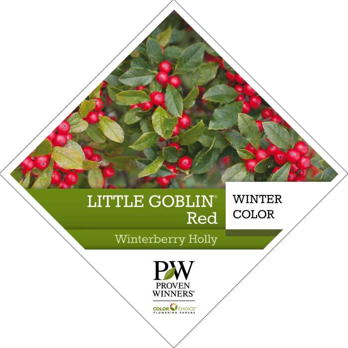 Preview of Little Goblin® Red Ilex Tag PDF