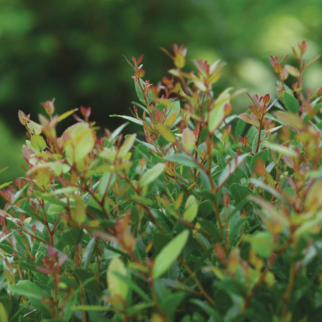 Close-up of Sweet Tea Box holly foliage.
