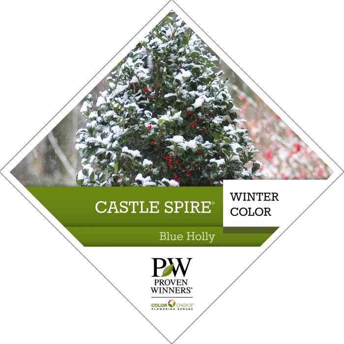 Preview of Castle Spire® Ilex Tag PDF