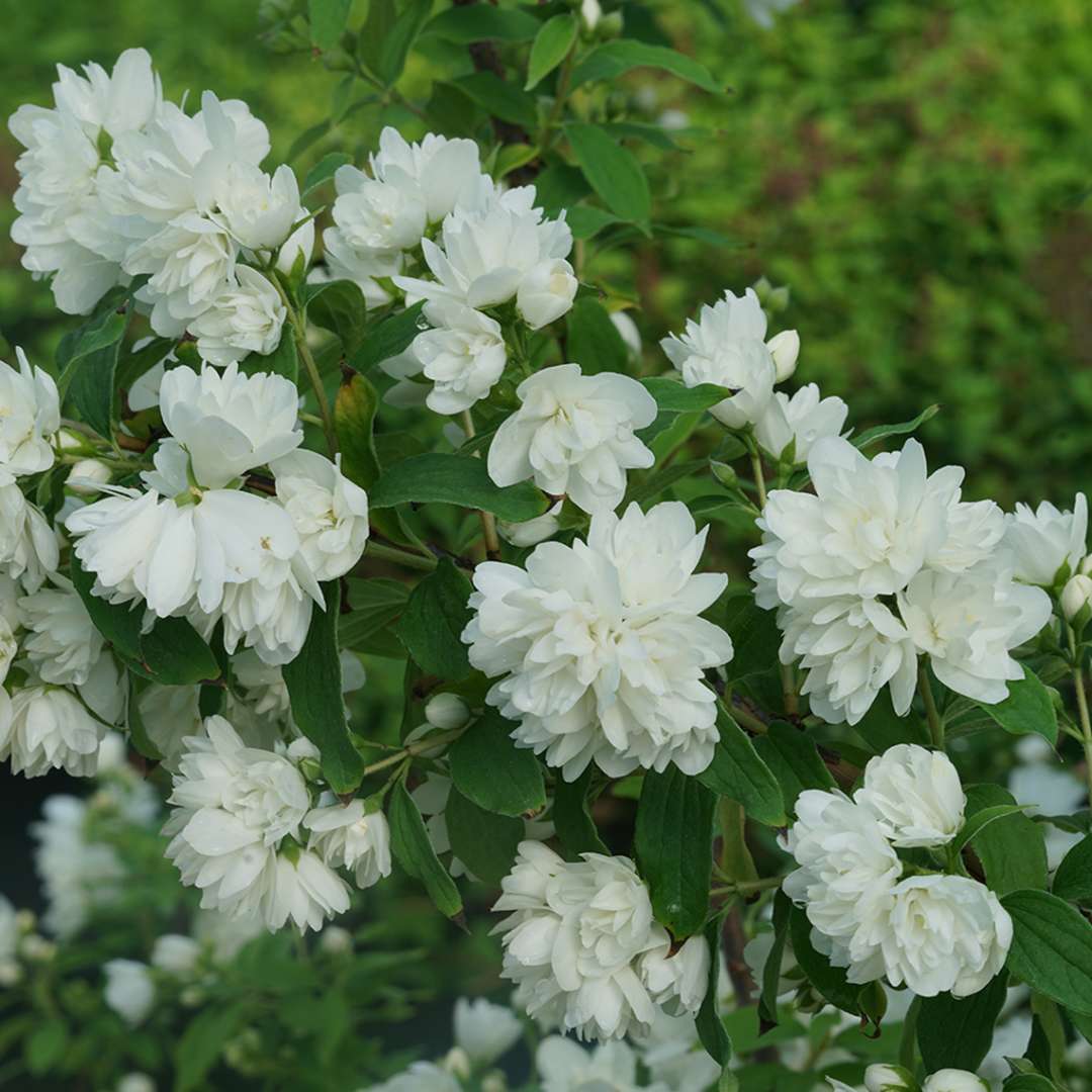 The pure white double flowers of Illuminati Arch mock orange