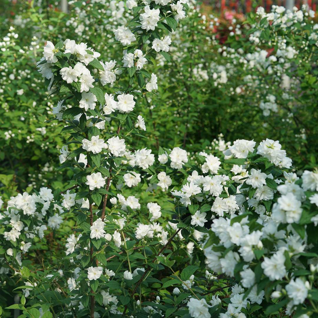 Spring blooming Illuminati arch mock orange with hundreds of white flowers