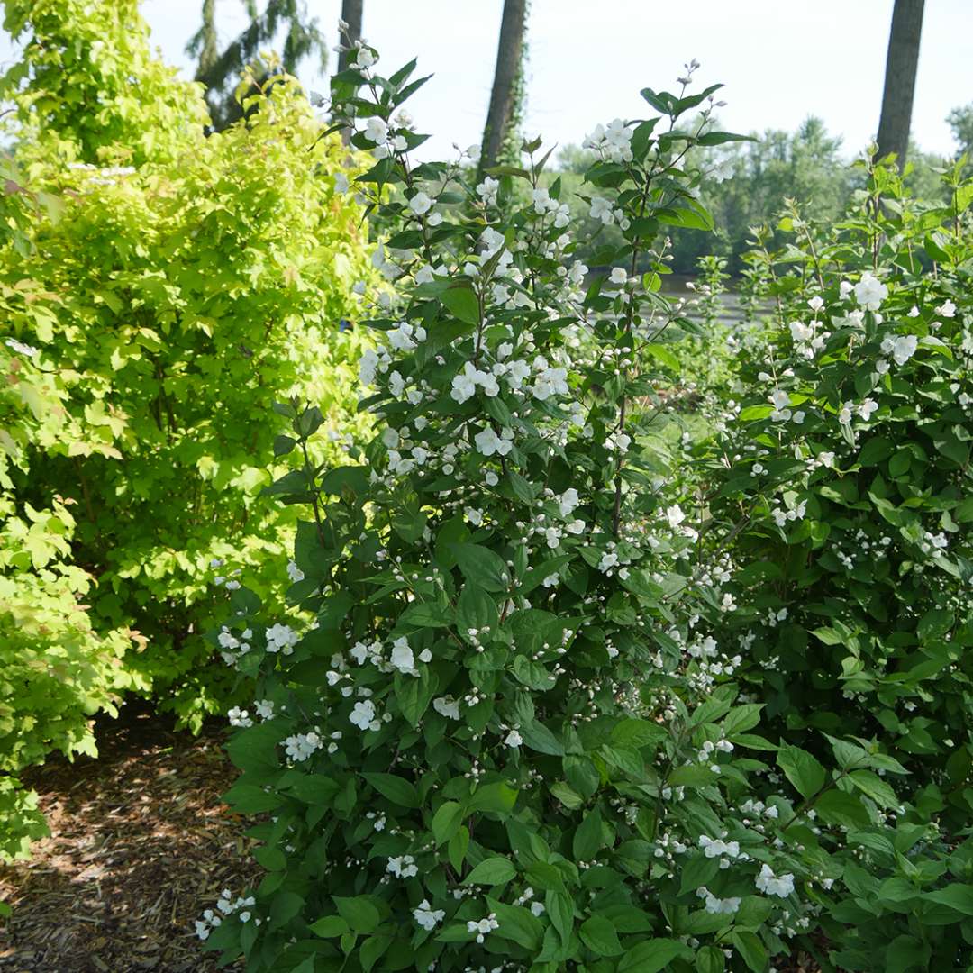 A specimen of Illuminati Arch mock orange in bloom in a garden in spring