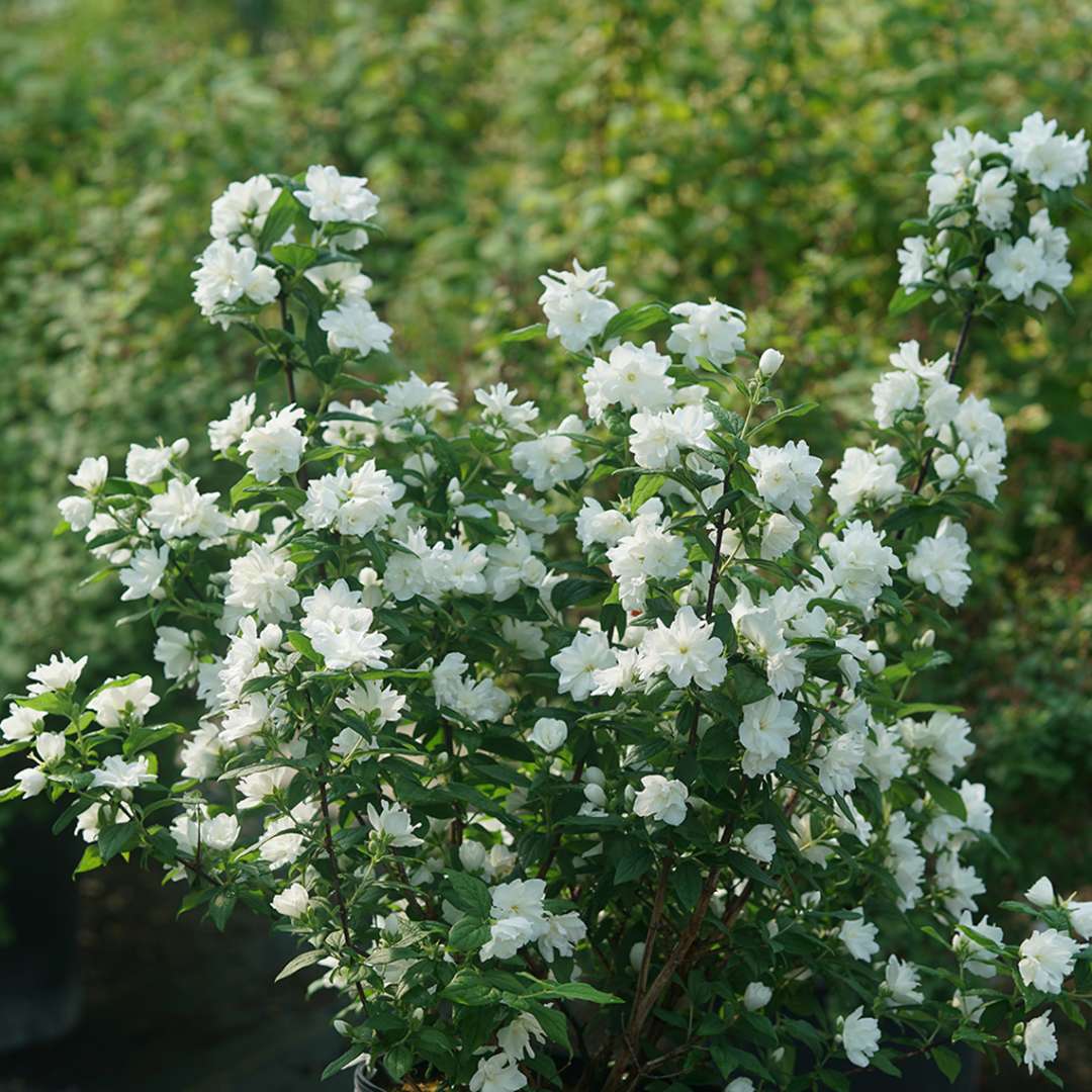 Illuminati Arch mock orange blooming in a garden