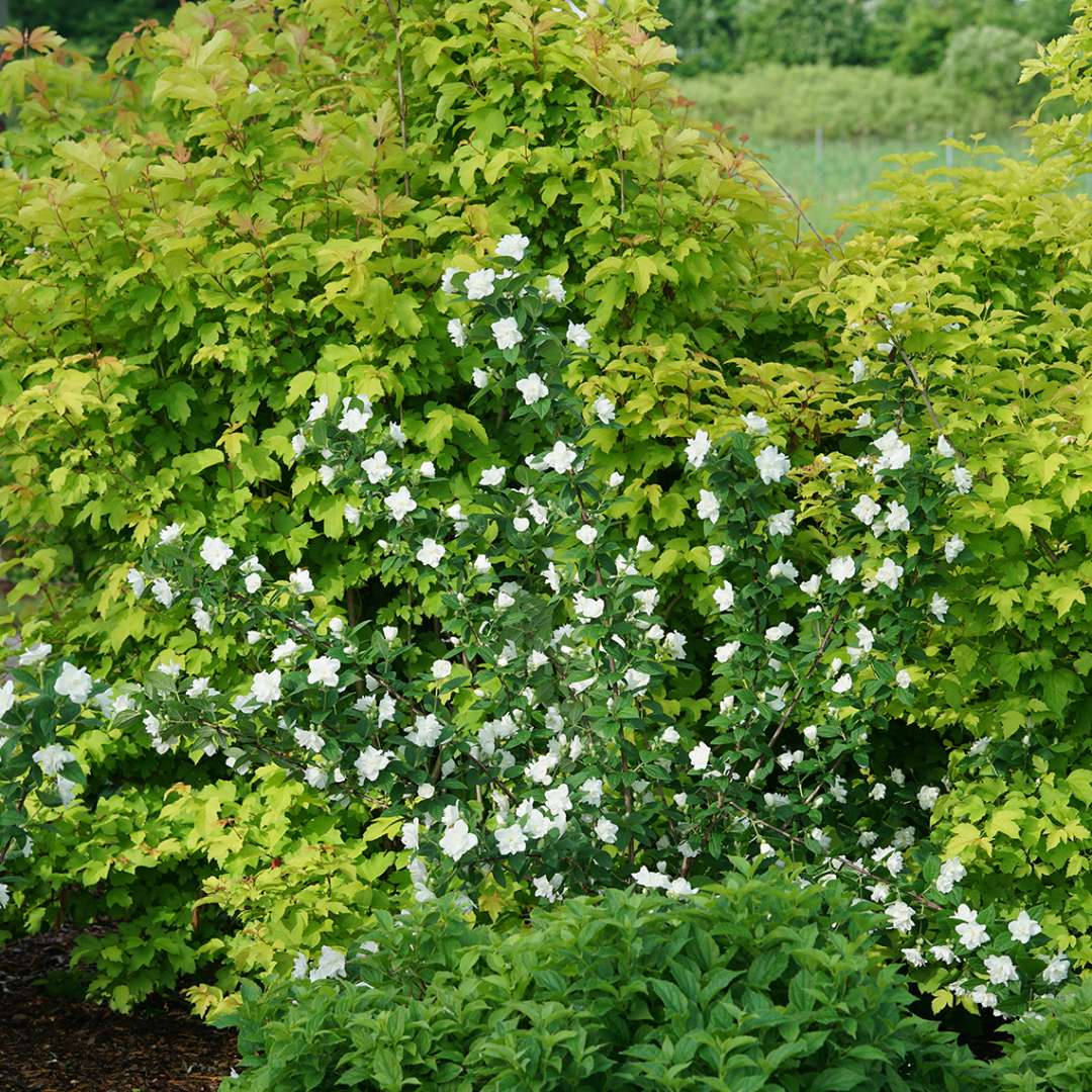 Illuminati Arch mock orange blooming in a landscape in spring