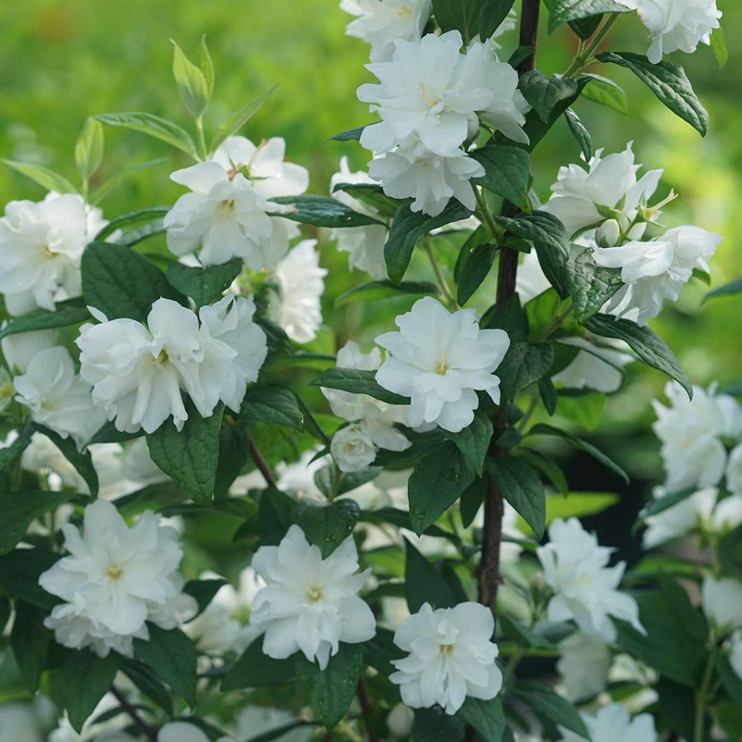 Illuminati arch mock orange has pure white flowers and deep green foliage