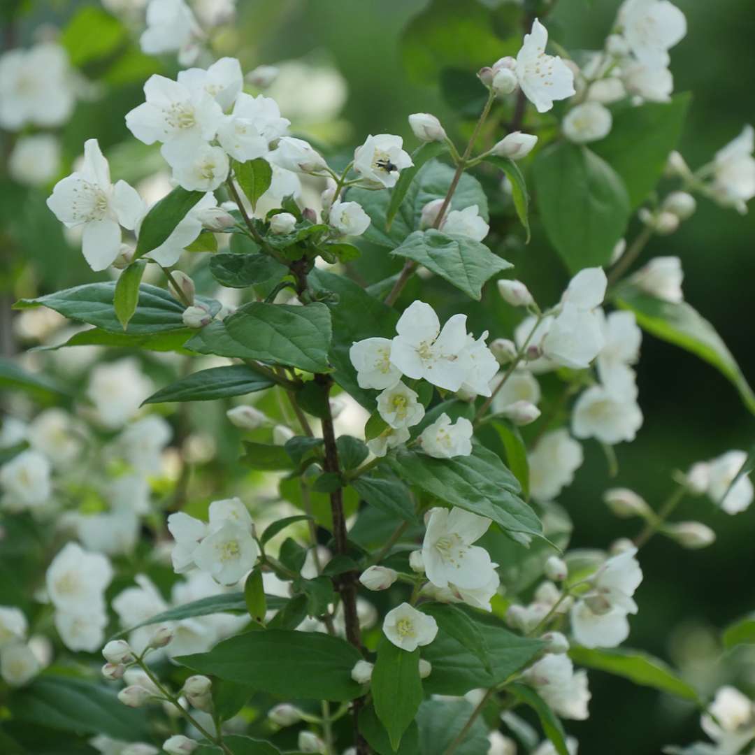 The white buds and flowers of Illuminati Arch mock orange