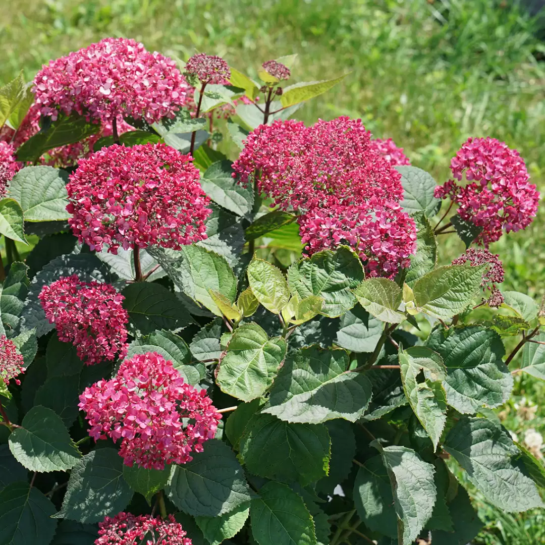 Deep-pink blooms of Invincibelle Garnetta Smooth hydrangea. 