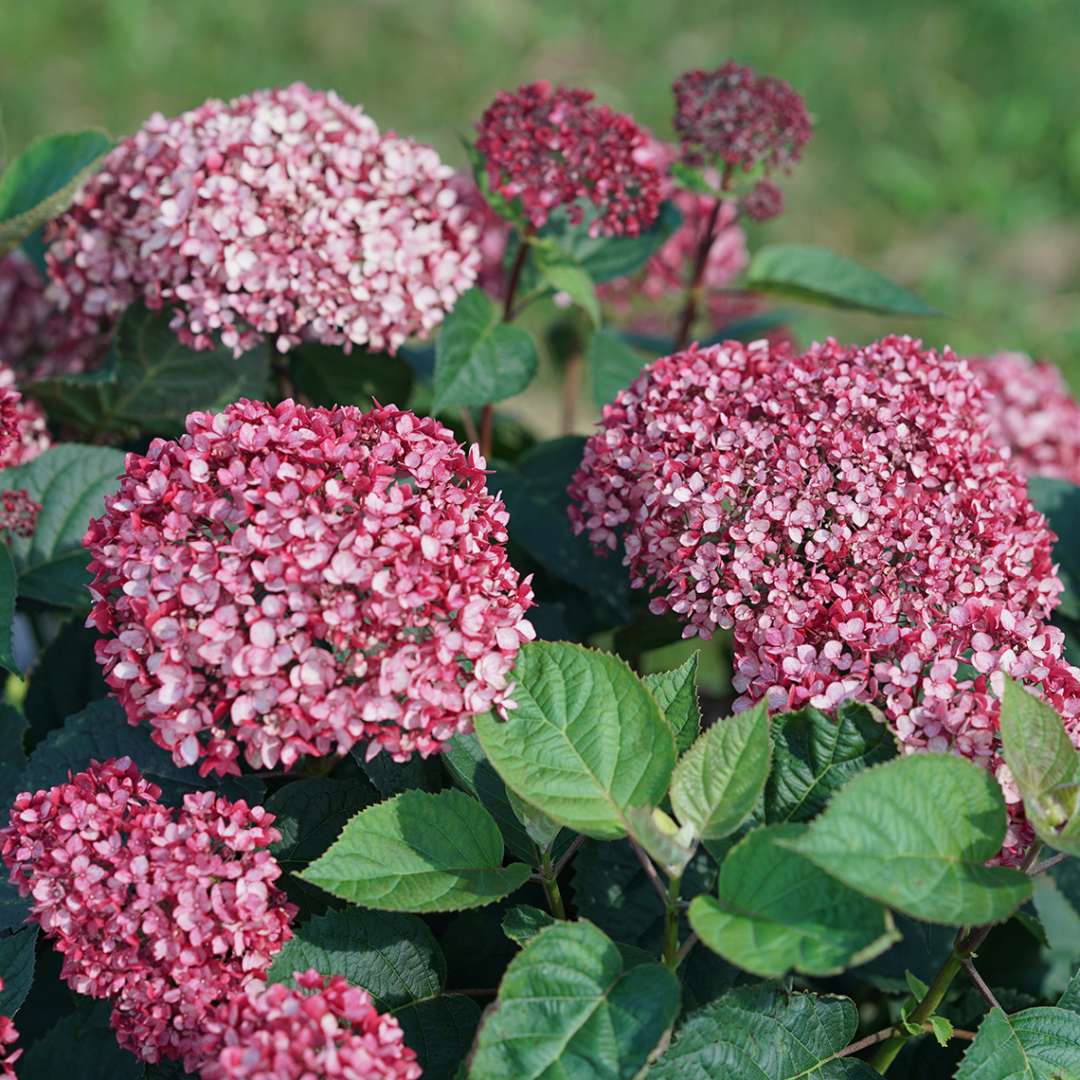 Close-up of garnet-pink blooms of Invincibelle Garnetta hydrangea. 