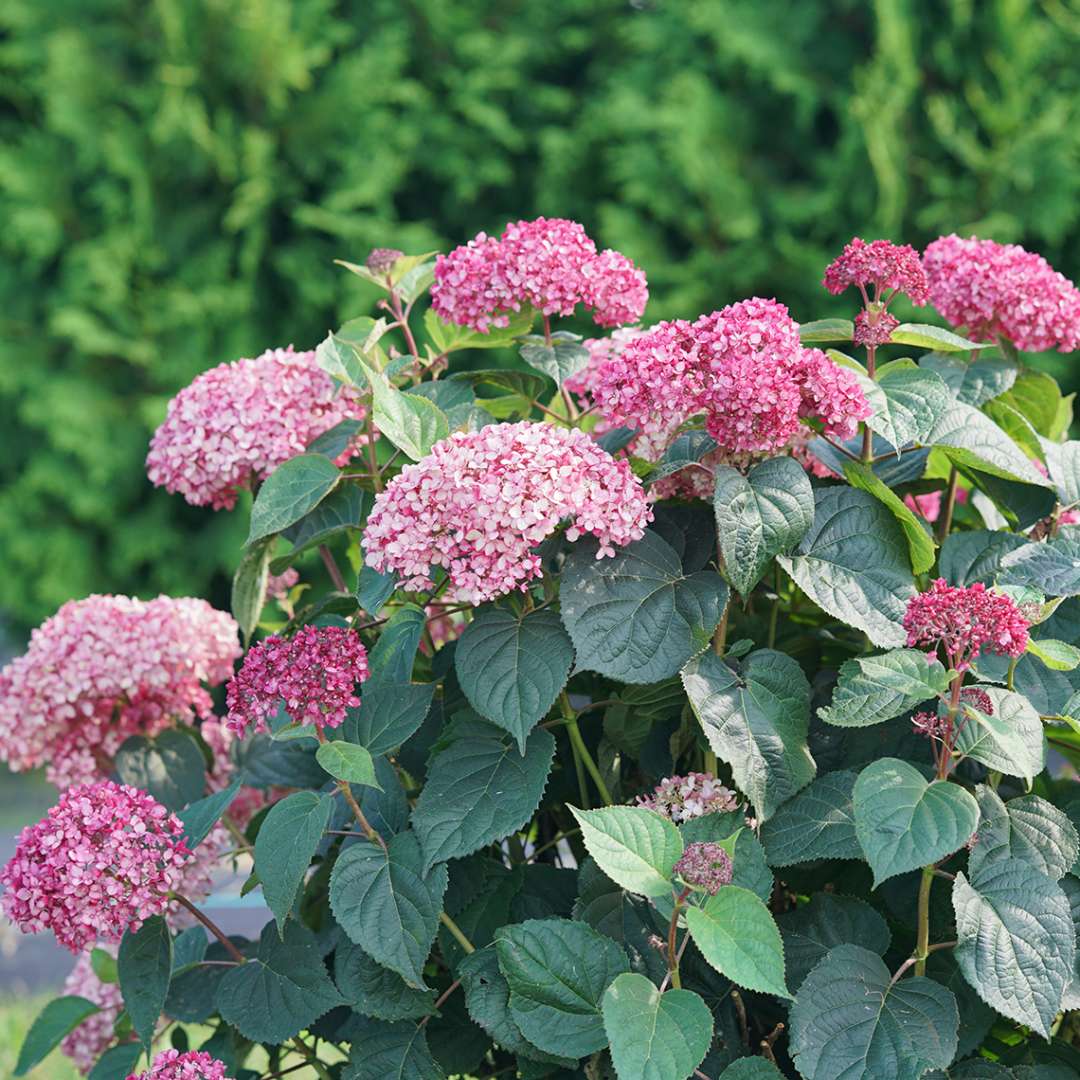 Invincibelle Garnetta Smooth Hydrangea with deep pink and garnet pink blooms. 