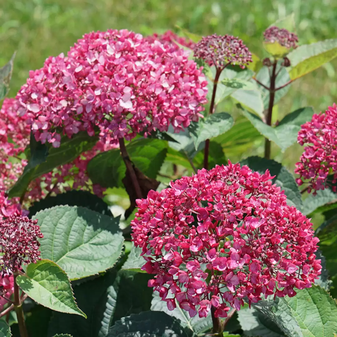 Close-up of Invincibelle Garnetta Smooth Hydrangea's deep pink blooms. 