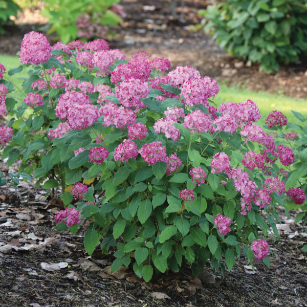 Invincibelle Vivid hydrangea in the landscape. 