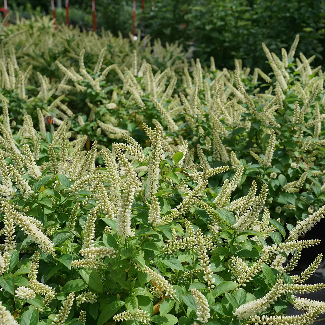 Fizzy Mizzy sweetspire's green leaves in contrast to its white flower spikes