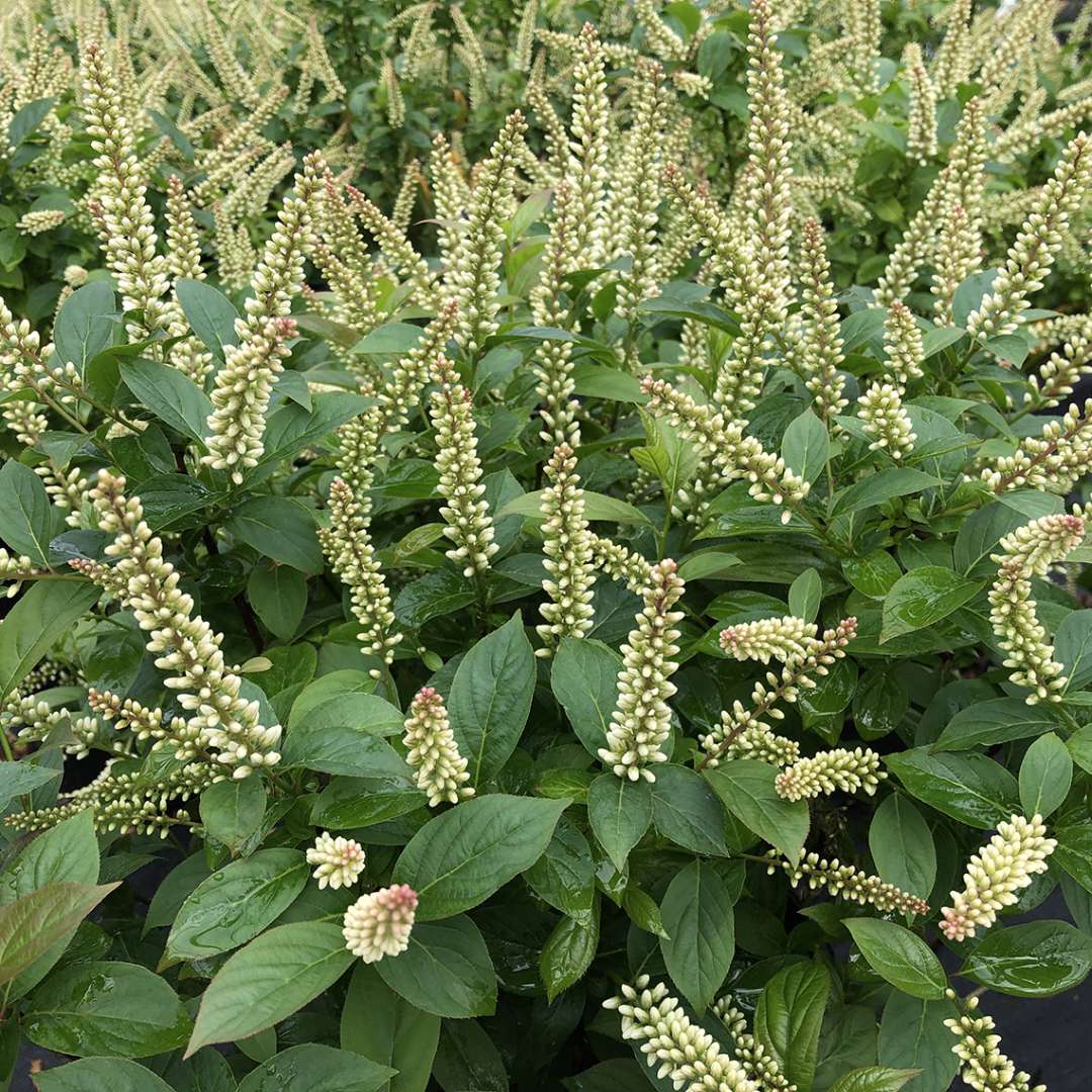 Close up of Fizzy Mizzy itea's white flower spikes