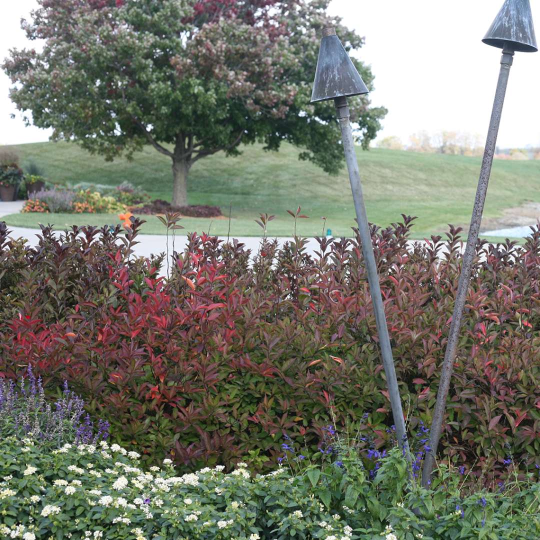 Red hued mass planting of Little Henry Itea in fall