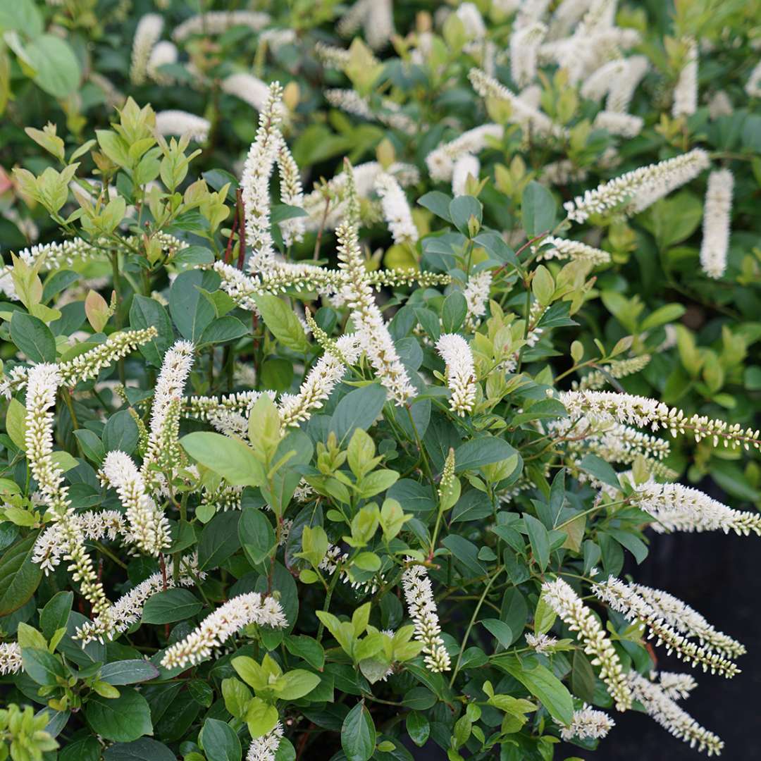 Compact Scentlandia Itea blooming in greenhouse