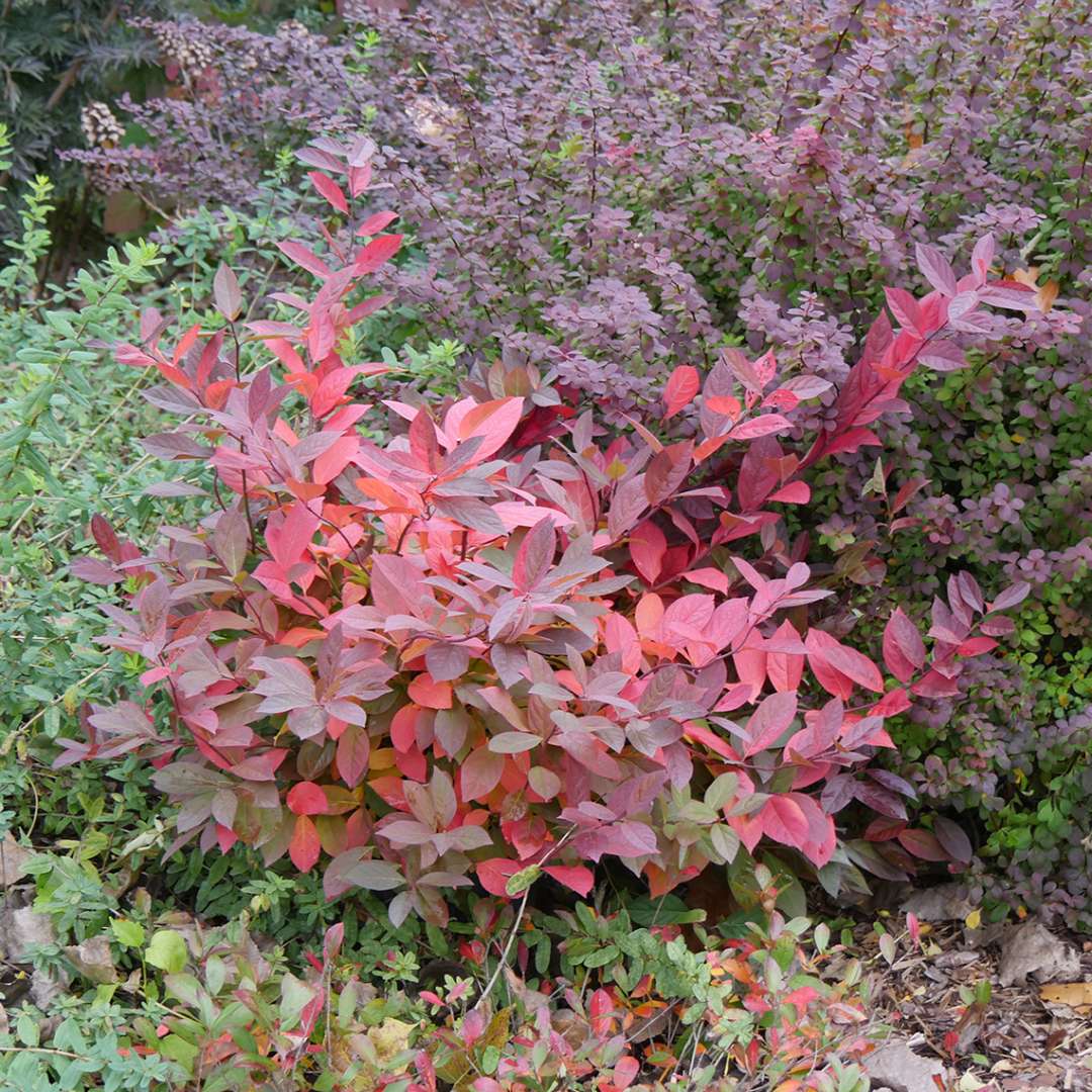 Brilliant burgundy Scentlandia sweetspire in fall landscape