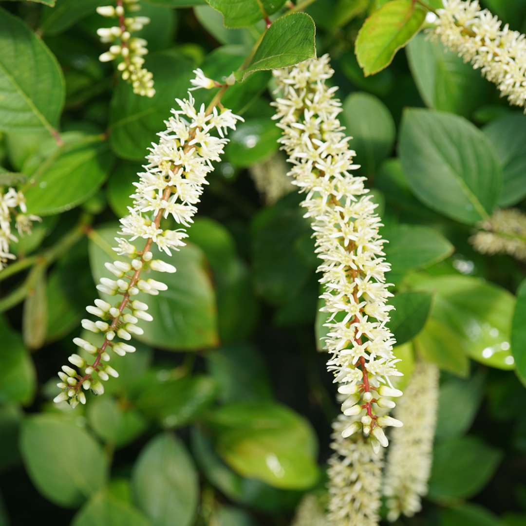 Close up of long white blooms of Scentlandia Itea