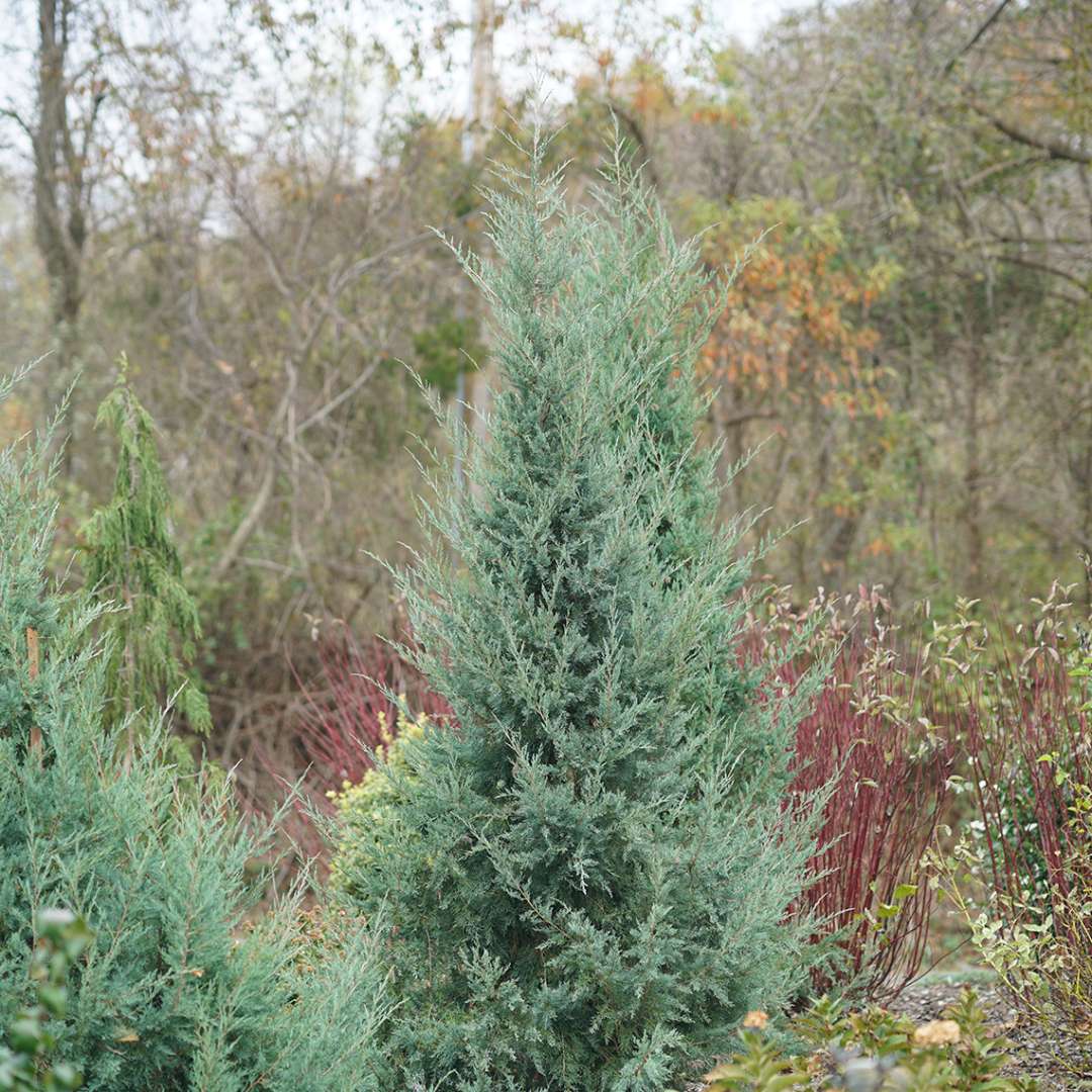 Juniperus Aquavita's evergreen foliage in fall