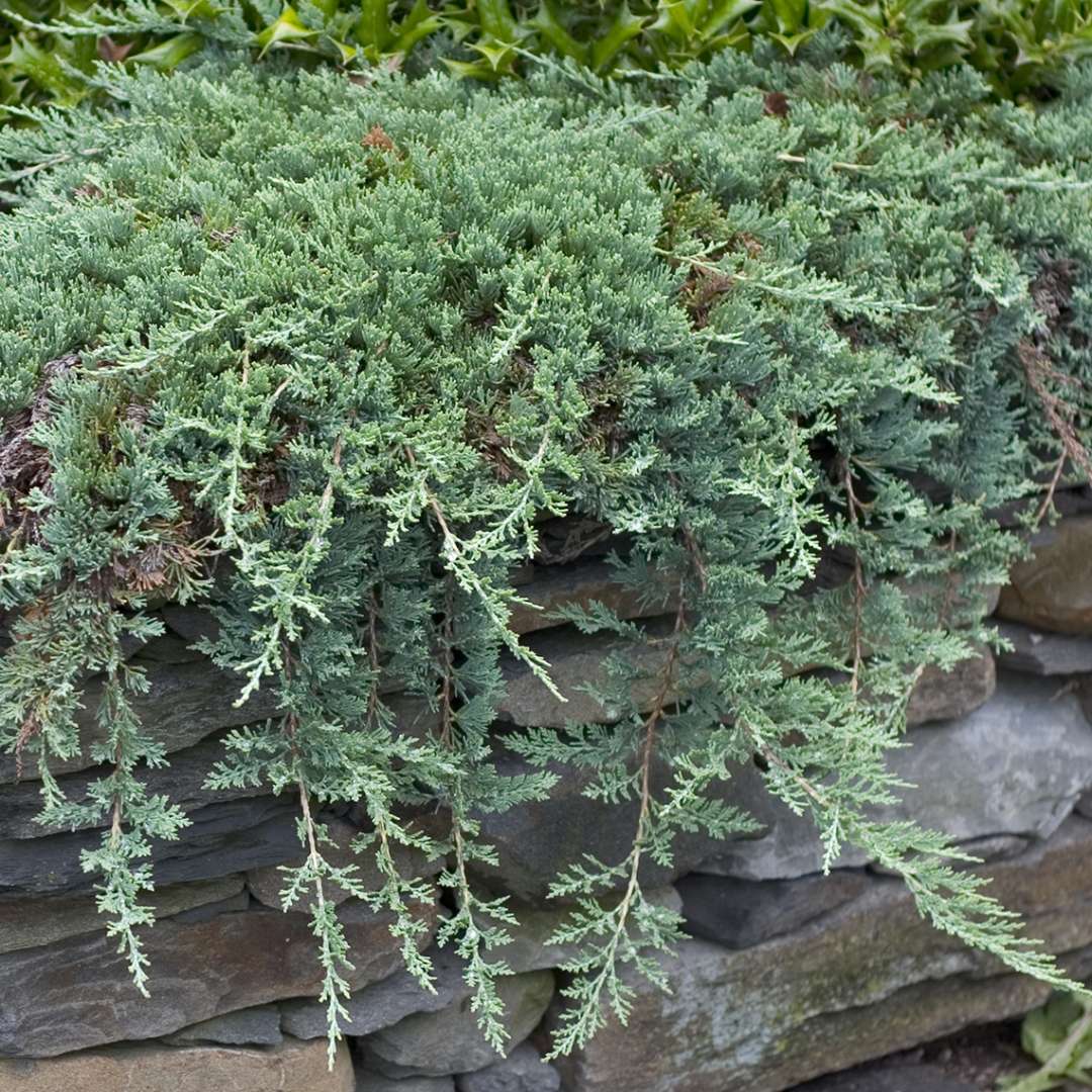 Creeping Juniperus Blue Rug hanging over stone wall