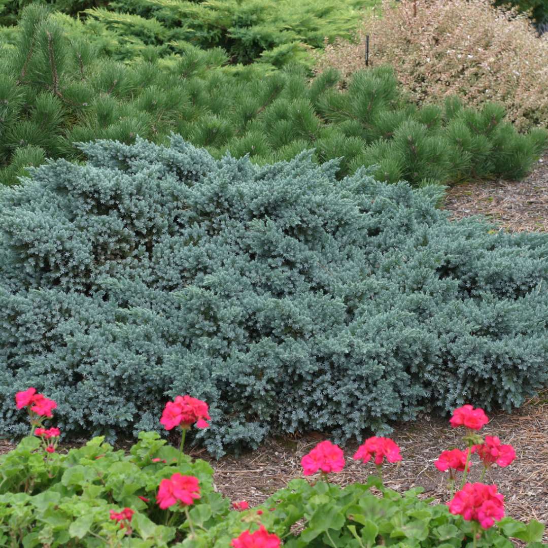 Low drift of spiky blue green Juniperus Blue Star