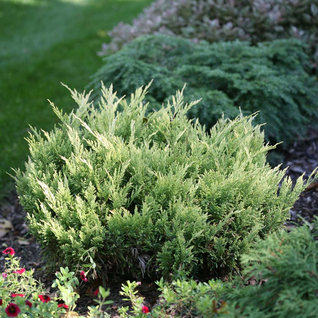 Brightly lit Good Vibrations Gold Juniperus in evergreen garden bed