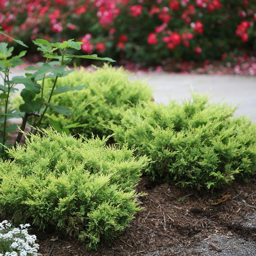 Three Good Vibrations Gold Junperus in corner bed along with red roses