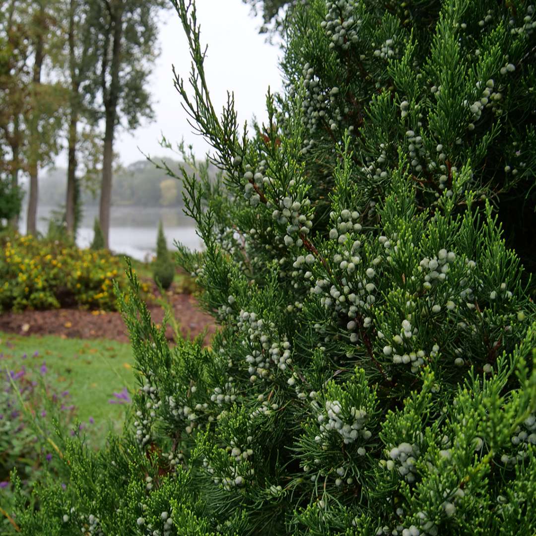 Sage green/blue berries dotting the branches of juniper Gin Fizz 