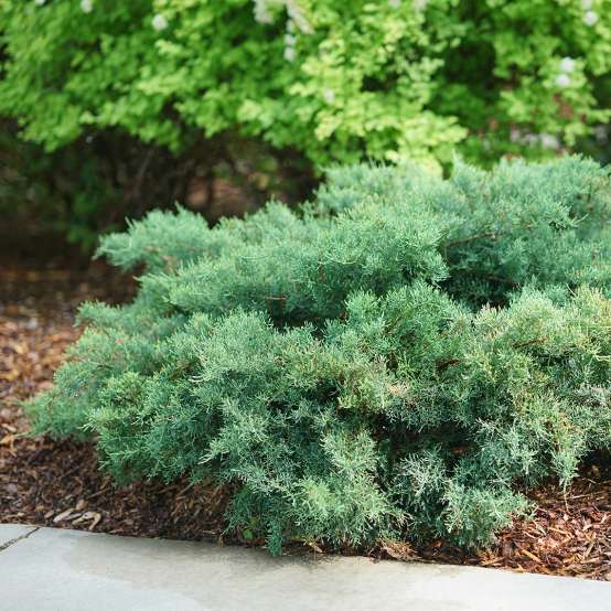 Montana Moss juniper with fluffy blue-green foliage in a landscape. 