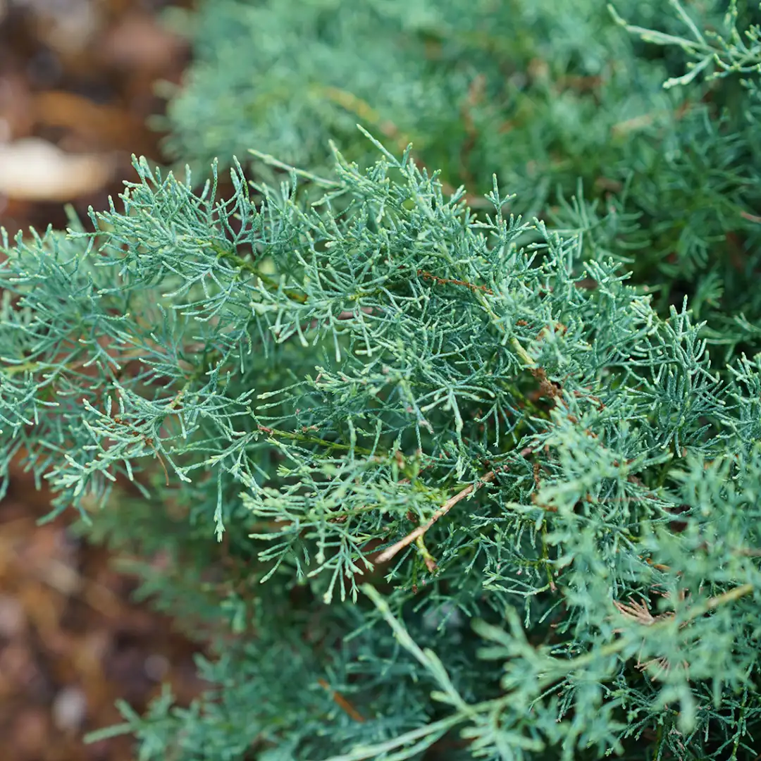 Close-up of Montana Moss juniper's blue-green fluffy foliage.