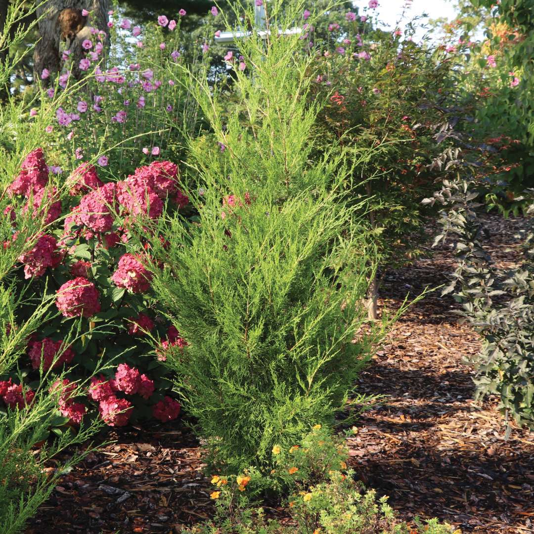 Turbo juniperus in the landscape.