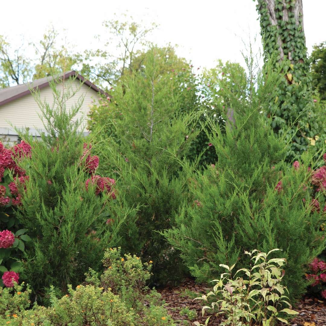 Turbo juniperus in the landscape.