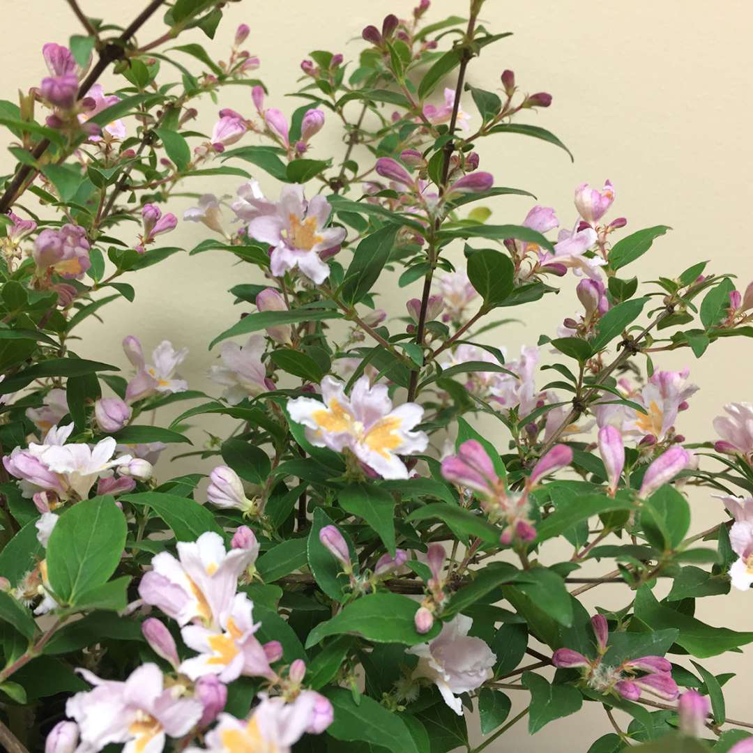 The trumpet shaped pink flowers of Jolene Jolene beautybush. 