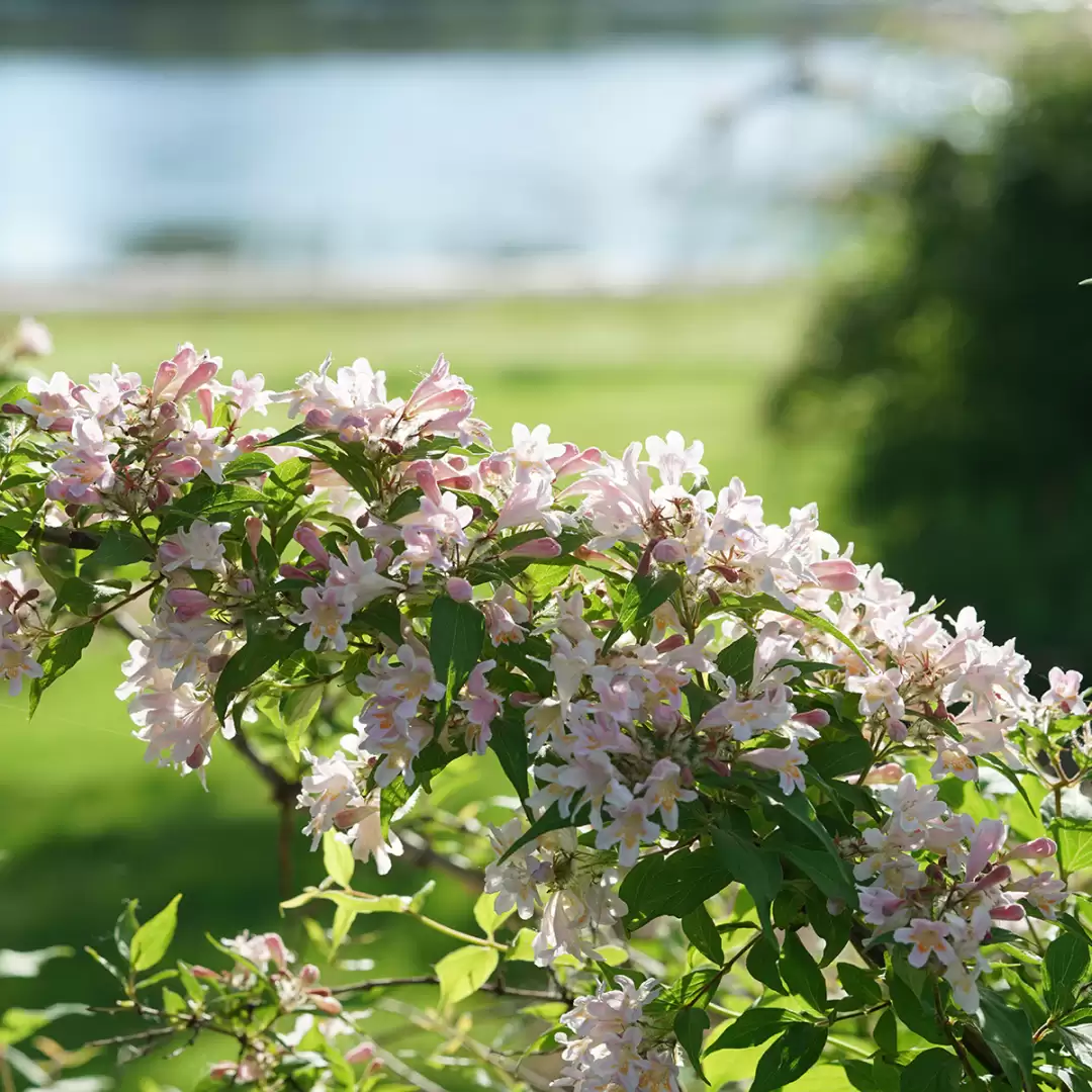 The trumpet shaped pink flowers of Jolene Jolene beautybush. 