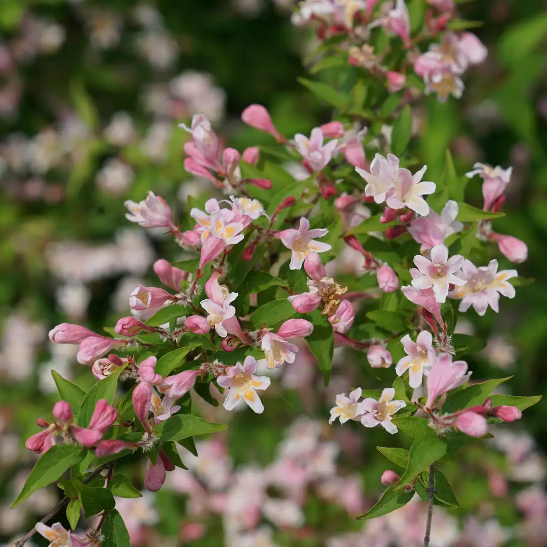 The trumpet shaped pink flowers of Jolene Jolene beautybush. 