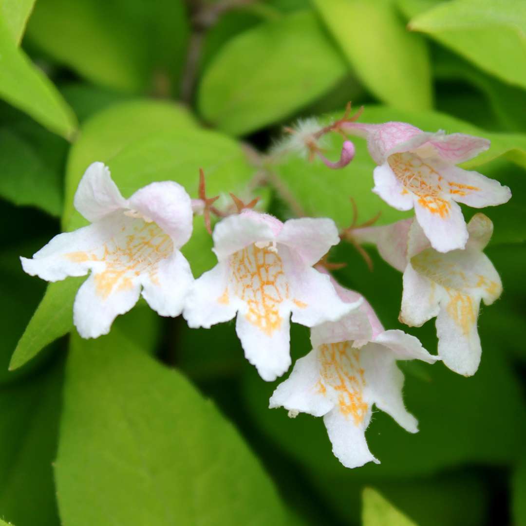 Close up of white Dream Catcher Kolkwitzia flowers with yellow throats